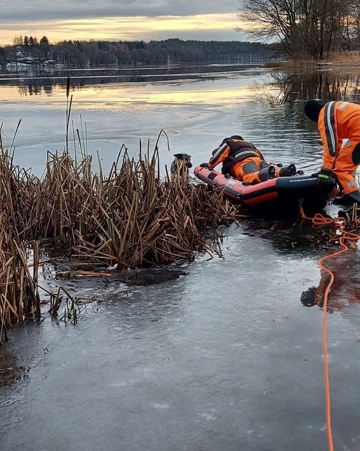 Strażacy z Czaplinka uratowali psa, który wszedł na...