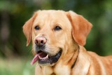 Kalifornia: Szkolą psy do wykrywania COVID w szkołach po zapachu ze starych... skarpet