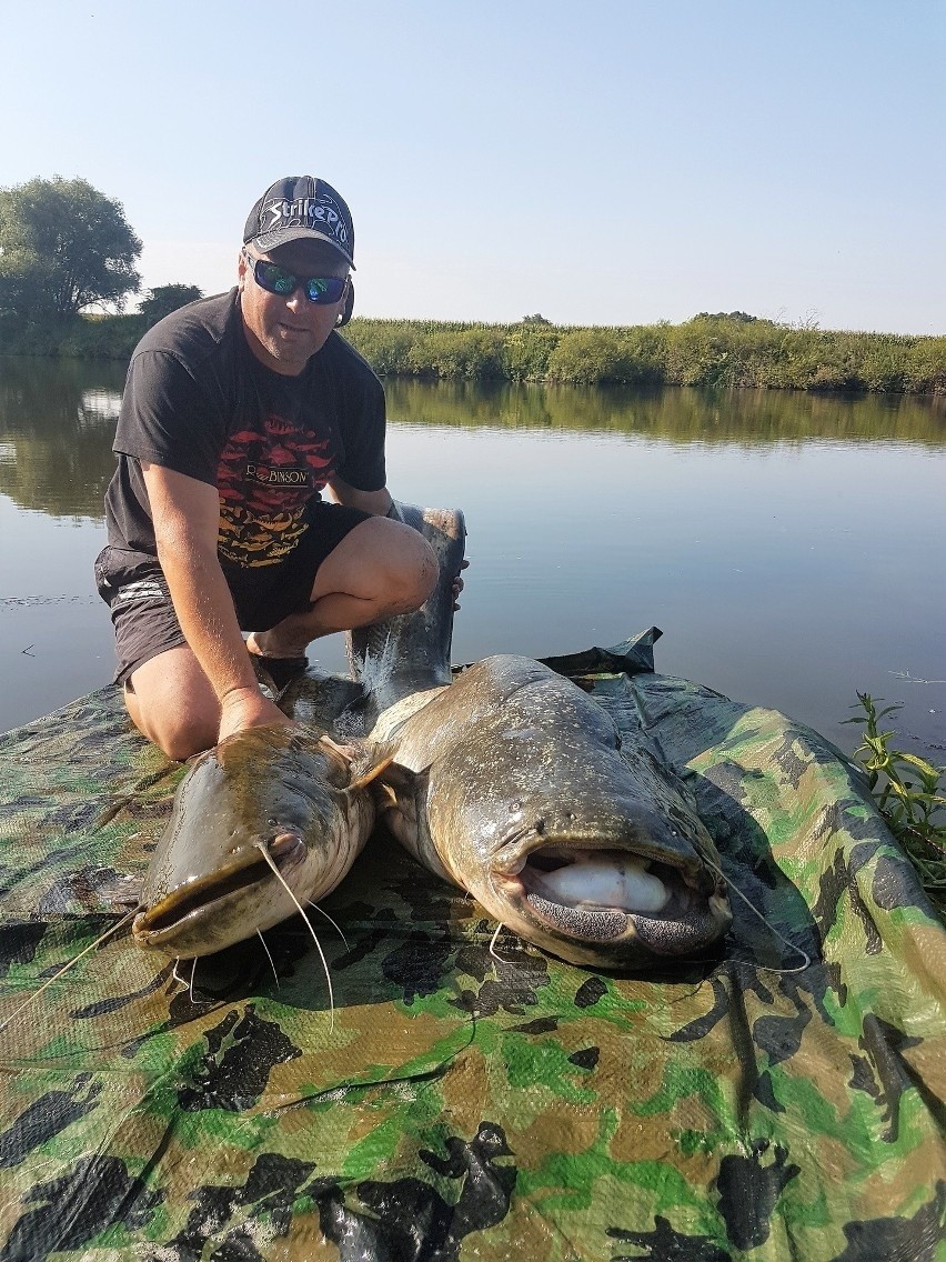 Sum to największa ryba słodkowodna w Polsce, niektóre okazy...