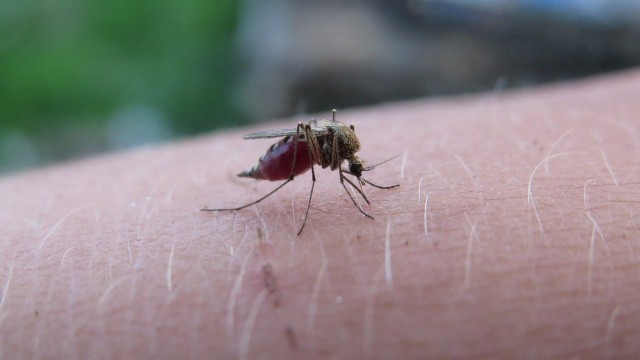 Inwazja komarów. Jak się przed nimi bronić?