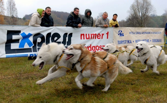 Śnieżne psy galopowały po suchym lądzie