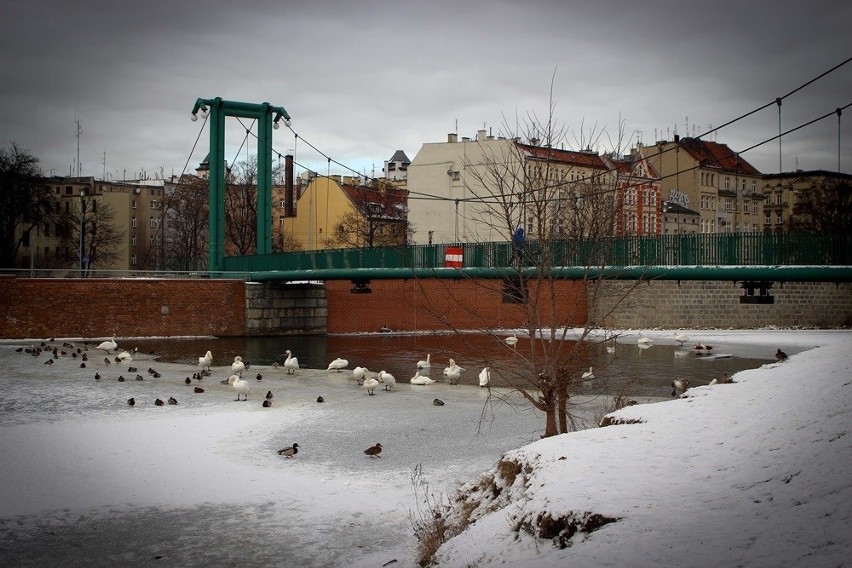 Ptasia grypa we Wrocławiu. Martwe łabędzie w Odrze. Nie spaceruj nad rzeką, nie dokarmiaj ptaków