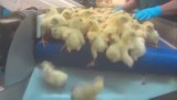 Wstrząsające nagranie z amerykańskiej wylęgarni kurcząt [wideo]