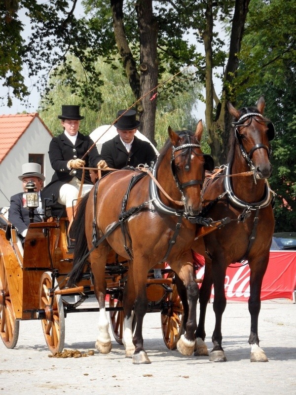 Przepiękne konie, piękne stroje i sportowa rywalizacja, a...