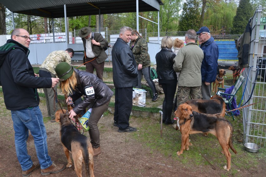 Tłumy na wystawie psów w Rybniku-Kamieniu GALERIA