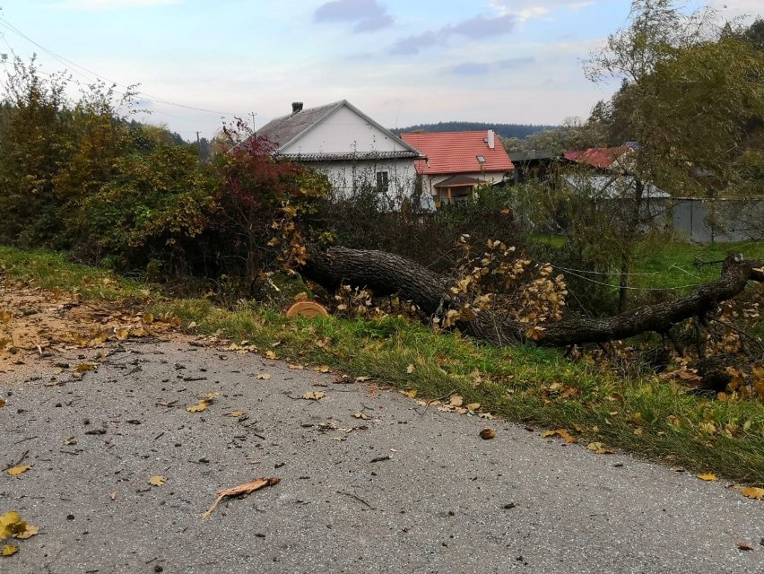 Silny wiatr nie odpuszcza. W Leszczawie Dolnej w powiecie przemyskim konar spadł na busa [ZDJĘCIA]