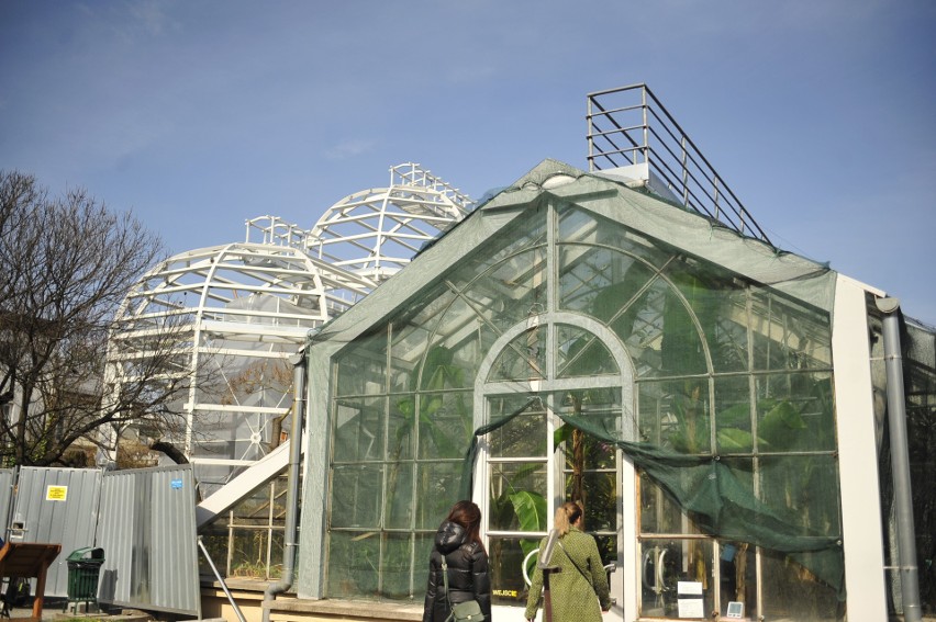 Kraków. Ogród Botaniczny UJ zaprasza na wiosnę