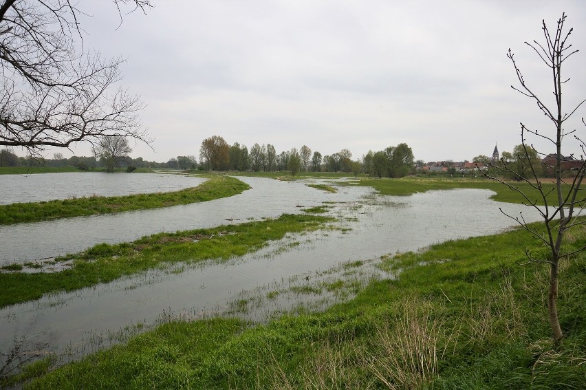 Odra i Czarna znów straszą. Zalane łąki i stan alarmowy