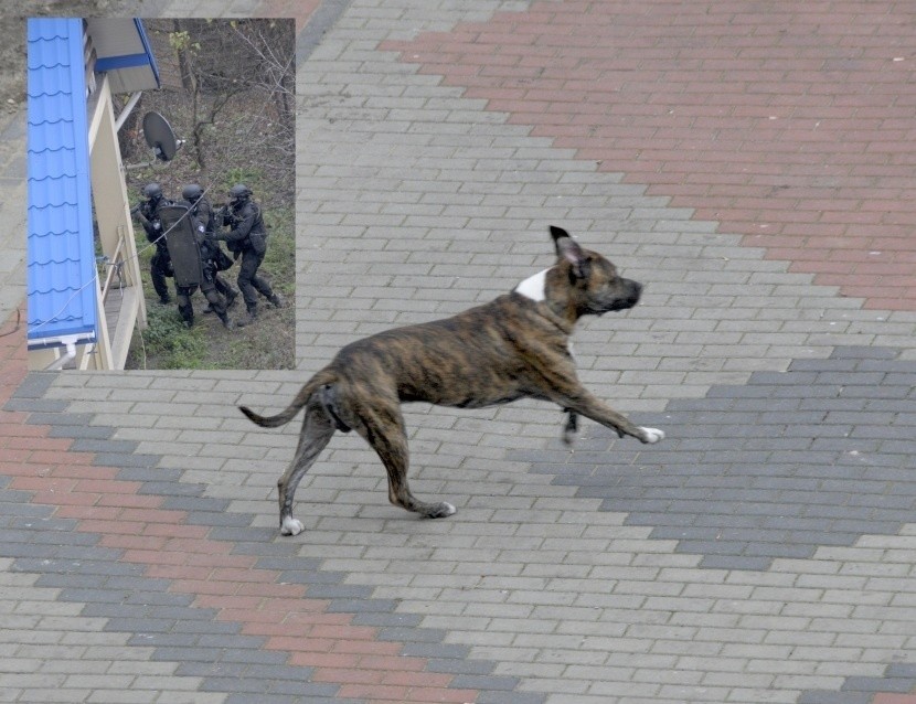 Polowali na bandytę, upolowali psa... Po akcji w agencji towarzyskiej, policjanci zabili psa