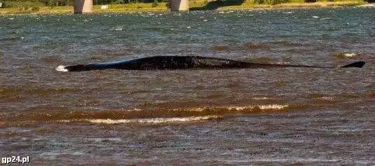 Wieloryb z zatoki Vejle
