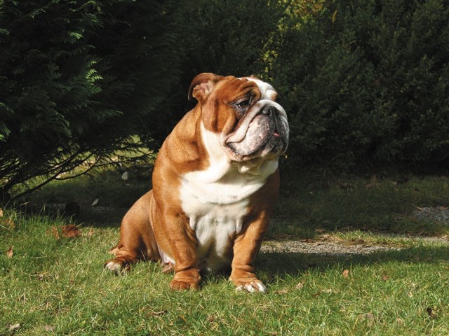 Buldog sprawia wrażenie psa zdecydowanego, silnego i aktywnego. Nie jest dużym psem &#8211; w kłębie maksymalnie może mierzyć 36 cm, osiąga wagę do 25 kg. Ma atletyczną, zwartą sylwetkę.