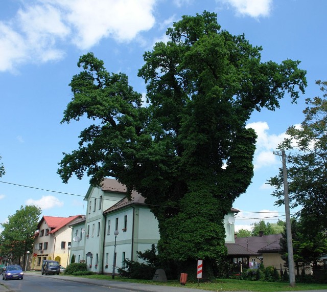 Dąb Sobieskiego w Ustroniu.