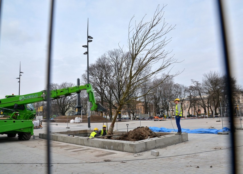 Na placu Litewskim pojawiły się nowe kasztanowce