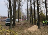 Wrocławianie: Ratujcie wycinają nam drzewa! Miasto: Spokojnie, nasadzimy nowe [ZDJĘCIA]