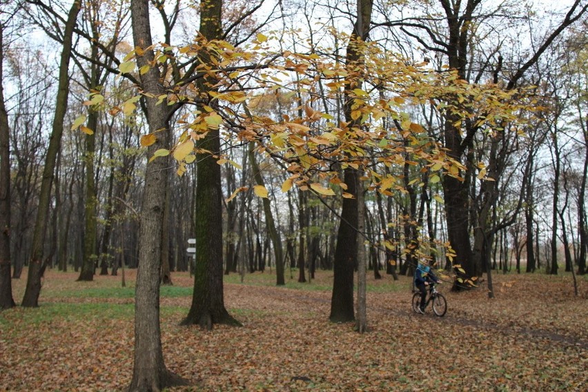 Tak wygląda park Zielona w jesiennych barwach