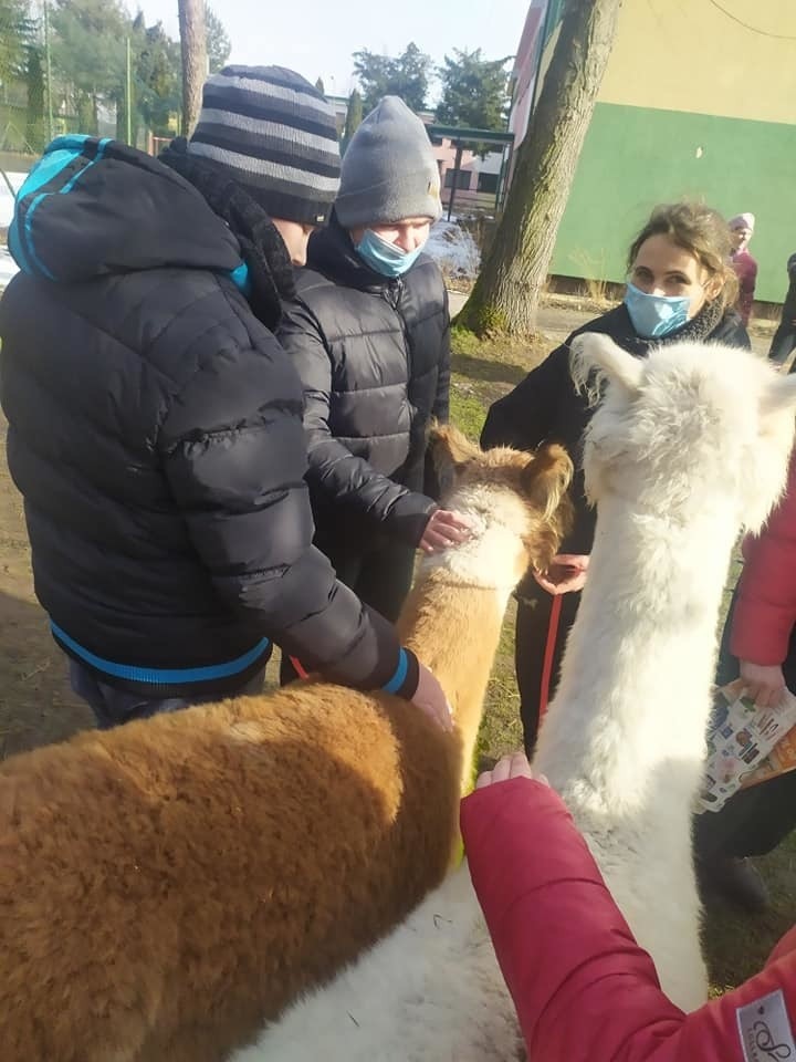 Alpaki u dzieci ze szkół specjalnych w Adamowie w gminie Promna. Była zabawa i rehabilitacja 