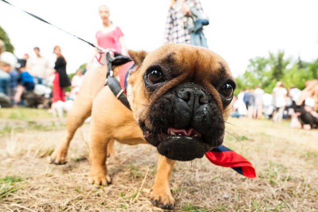 12.07.2015 warszawa park skaryszewski parada buldogow francuskich buldog francuski psy pies na smyczy wyprowadzanie psafot. szymon starnawski / polska press