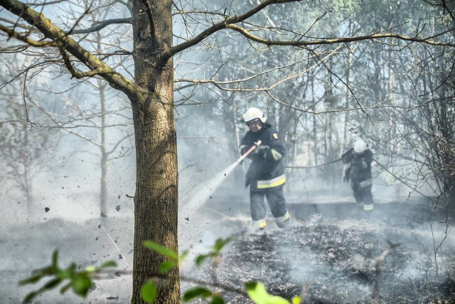 Nie ma dnia, żeby strażacy nie wyjeżdżali do pożarów traw i lasów. Nie inaczej było w piątek, 26 kwietnia, w Witnicy. Tego dnia strażacy dostali wezwanie do pożaru łąki i zagajnika w rejonie stawu przy ul. Sportowej. Sytuacja była poważna. Płomienie błyskawicznie rozprzestrzeniały się wśród suchej jak pieprz trawy i po zagajniku. Dramatyzmu dodawał fakt, że w pobliżu były zabudowania, do których już sięgały języki ognia. Strażacy w temperaturze dochodzącej do 30 stopni Celsjusza, w pełnym umundurowaniu, hełmach na głowach przedzierali się z wężami przez płonącą łąkę. Pożar udało się ugasić. Była to kolejna taka akcja w Witnicy w ostatnich dniach. Podobna sytuacja jest w całym województwie lubuskim. Sucha trawa i ściółka w lasach powodują, że wystarczy zaledwie iskra, żeby doszło do groźnego pożaru. Nie ma dnia, żeby strażacy nie wyjeżdżali do pożarów traw i lasów. Nie inaczej było w piątek, 26 kwietnia, w Witnicy. Tego dnia strażacy dostali wezwanie do pożaru łąki i zagajnika w rejonie stawu przy ul. Sportowej. Sytuacja była poważna. Płomienie błyskawicznie rozprzestrzeniały się wśród suchej jak pieprz trawy i po zagajniku. Dramatyzmu dodawał fakt, że w pobliżu były zabudowania, do których już sięgały języki ognia. Strażacy w temperaturze dochodzącej do 30 stopni Celsjusza, w pełnym umundurowaniu, hełmach na głowach przedzierali się z wężami przez płonącą łąkę. Pożar udało się ugasić. Była to kolejna taka akcja w Witnicy w ostatnich dniach. Podobna sytuacja jest w całym województwie lubuskim. Sucha trawa i ściółka w lasach powodują, że wystarczy zaledwie iskra, żeby doszło do groźnego pożaru. Zobacz też wideo: Lubuscy policjanci zadali cios cyberprzestępczości. Internetowi hackerzy okradali kontaZobacz też wideo: Lubuscy policjanci zadali cios cyberprzestępczości. Internetowi hackerzy okradali konta