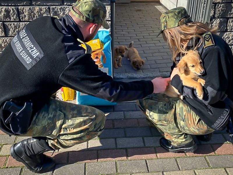 Pogranicznicy uratowali szczeniaki, które były uwięzione w worku w rowie
