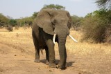 Słoń zaatakował samochód z turystami. Odwrócili jego uwagę, wyrzucając z pojazdu jedzenie 