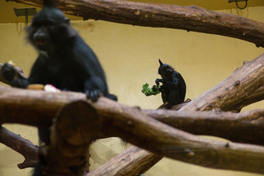 Krakowskie zoo wydłuża Dzień Dziecka