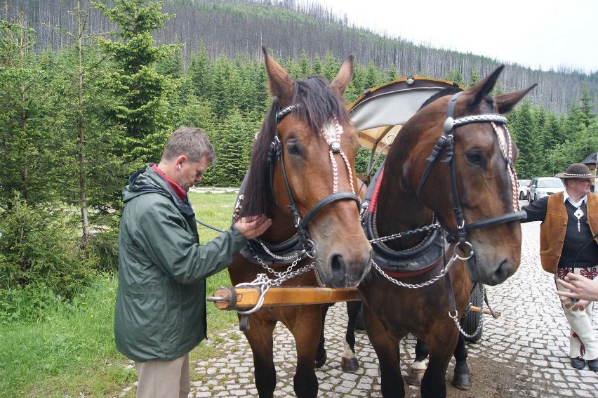 Tatry. Rozpoczęły się badania koni z Morskiego Oka [ZDJĘCIA, WIDEO]