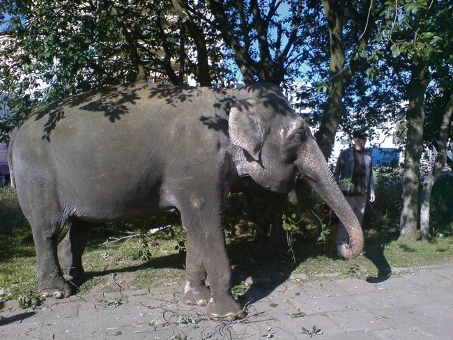 Slon na ulicach Slupska