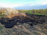 Pożar nieużytków w gminie Koprzywnica. Druhowie z Postronnej w akcji