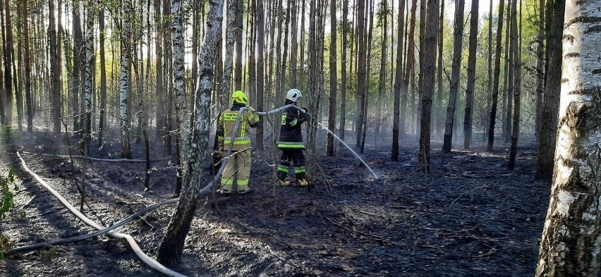 Duże pożary w powiecie opoczyńskim. Paliły się łąki, lasy i...