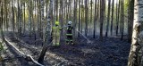Wielki pożar w regionie! Paliły się łąki, lasy i zabudowania. Pożar lasu w gminie Drzewica gasił samolot