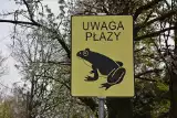 Wrocław dba o zwierzęta. Tablice "Uwaga, płazy!" już są [ZDJĘCIA]