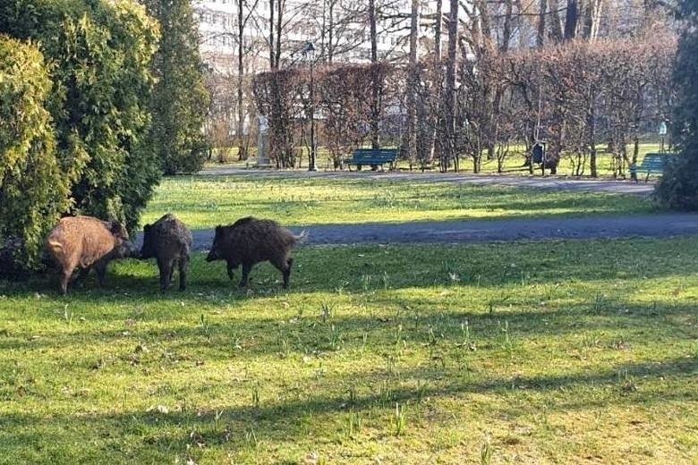 Kraków. Dzik w wielkim mieście, czyli inwazja nieproszonych gości