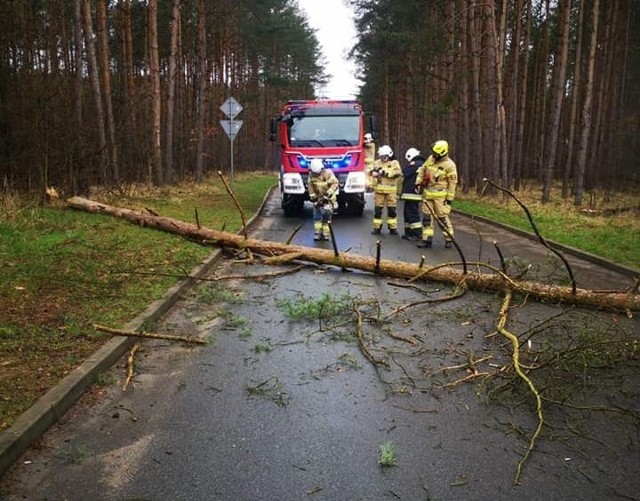 Powalone drzewa na drodze Kobylanka - Jęczydół