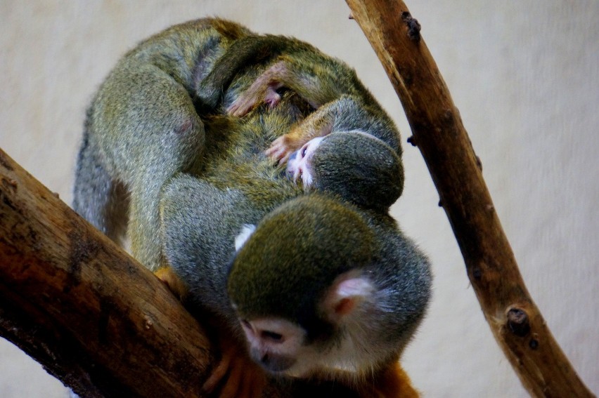 We wrocławskim zoo urodziła się mała małpka - sajmiri (ZDJĘCIA)