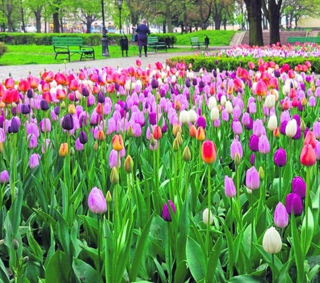W parku Staromiejskim barwne kobierce tworzy 7,2 tys. roślin.