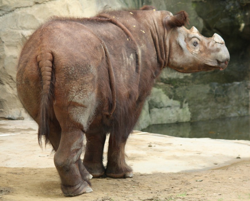 Nosorożec sumatrzański...