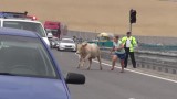 Byk szalał na autostradzie dopóki nie zginął (wideo)