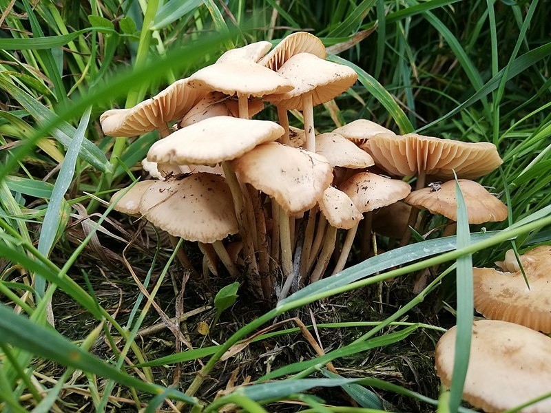 Jak sama nazwa mówi, rośnie przy drogach, ale także na...