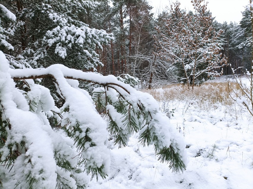 Sypnęło śniegiem, krajobraz regionu zabielił się, a tu i...