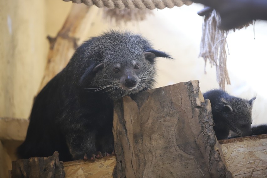 Ogród Zoologiczny w Łodzi. Łódzkie zoo świętowało Międzynarodowy Dzień Binturonga