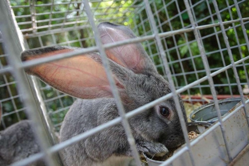 Palmiarnia Poznańska: Wystawa królików rasowych do niedzieli