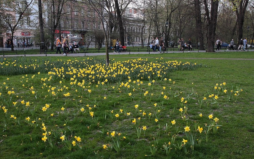 Krakowskie Planty pięknie rozkwitają na wiosnę [ZDJĘCIA]