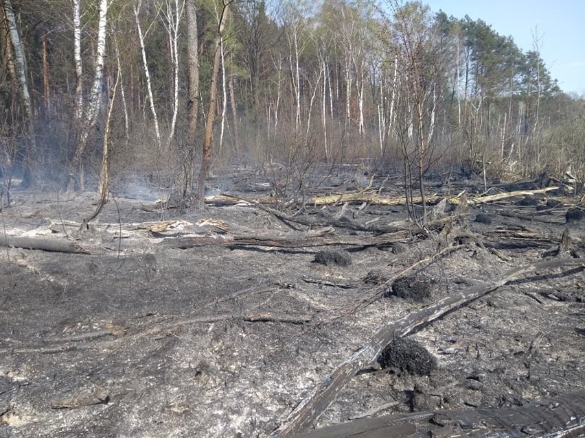 Pożar lasu w miejscowości Bójki. Do akcji wezwano samolot gaśniczy (ZDJĘCIA)