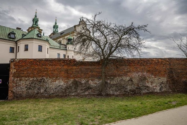 Ktoś próbował zniszczyć drzewa przy kościele Na Skałce