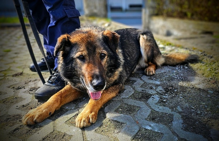 Baryl to 12-letni owczarek niemiecki, który służbę w policji...