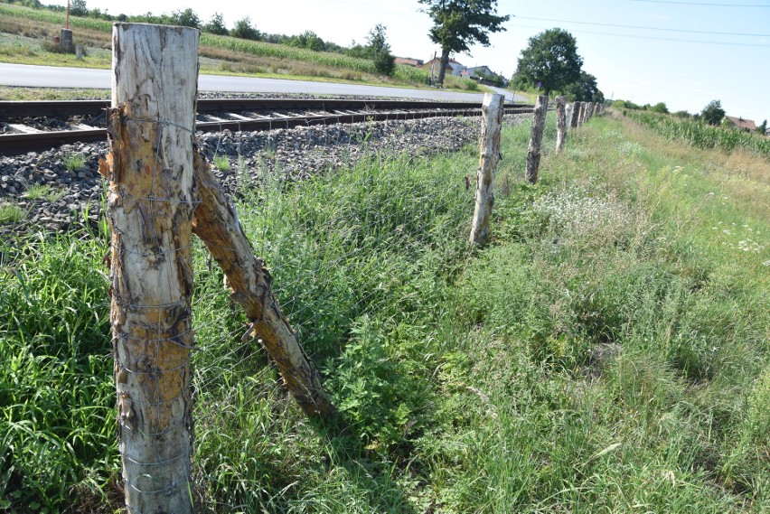 Płot został ustawiony wzdłuż częściowo nieczynnej linii...