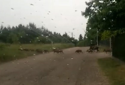 Dziki wchodzące na posesję i szukające na niej pożywienia