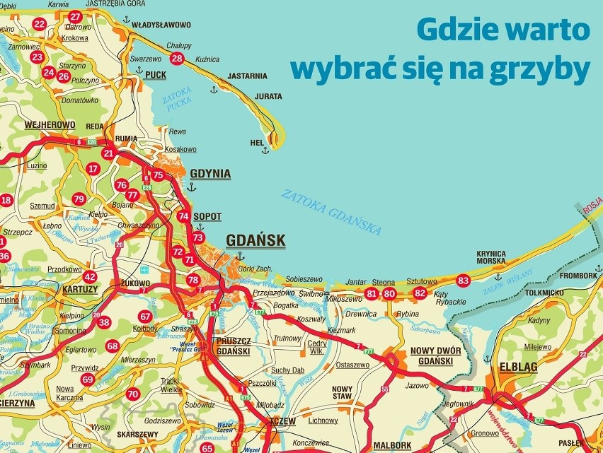 GRZYBY 2020 MAPA. Gdzie są grzyby w lasach woj. pomorskiego?