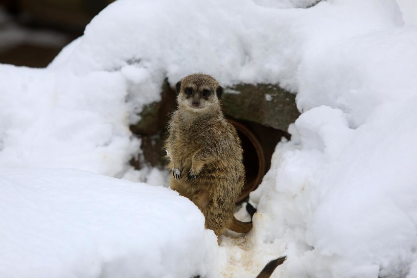 Ciekawą propozycję dla uczniów ma także Ogród Zoobotaniczny....