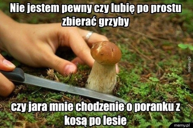 MEMY o grzybiarzach! Grzybobranie na wesoło.